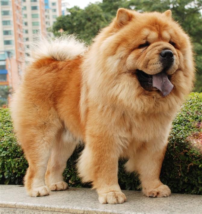 松狮霸气,松狮犬霸气视频