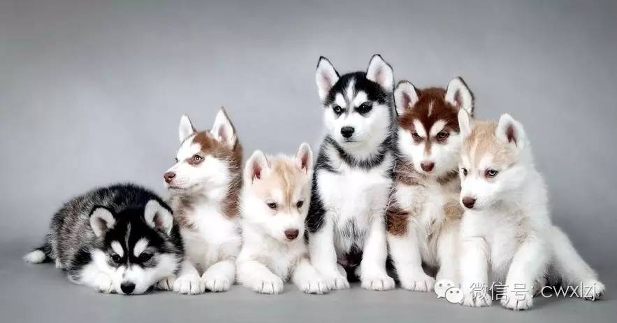 一只小宠物狗多少钱,宠物店卖一只猫能赚多少钱