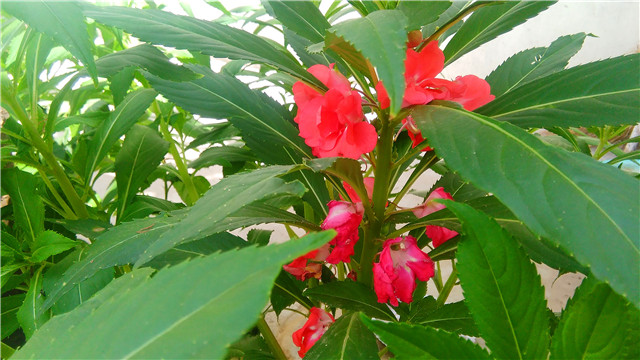 农村用的染发剂,农村院子里最常见的植物