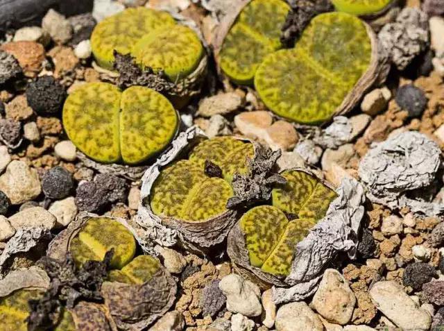 生石花晒伤了怎么处理,生石花晒伤为什么不能浇水