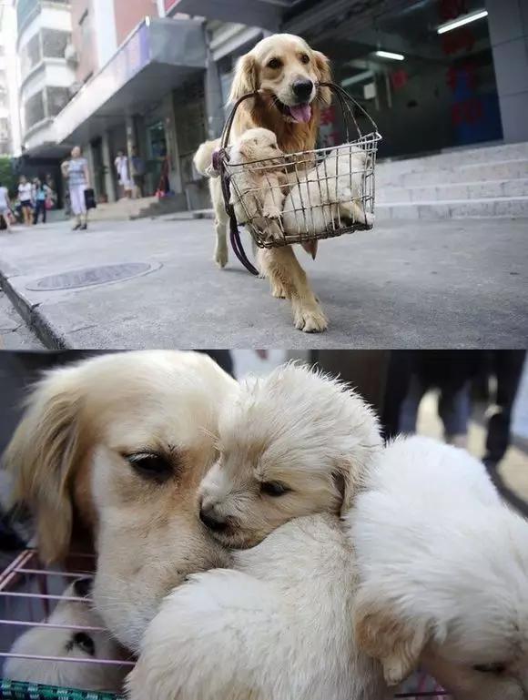 宠物感动瞬间催泪视频,宠物感人