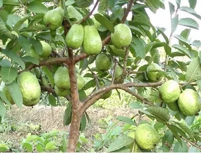 鸡屎果和番石榴叶有什么好处,鸡屎果和番石榴芭乐一样吗