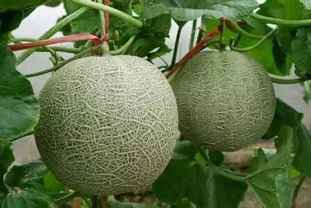 烟台常吃的水果有哪些,六月底七月初烟台的水果