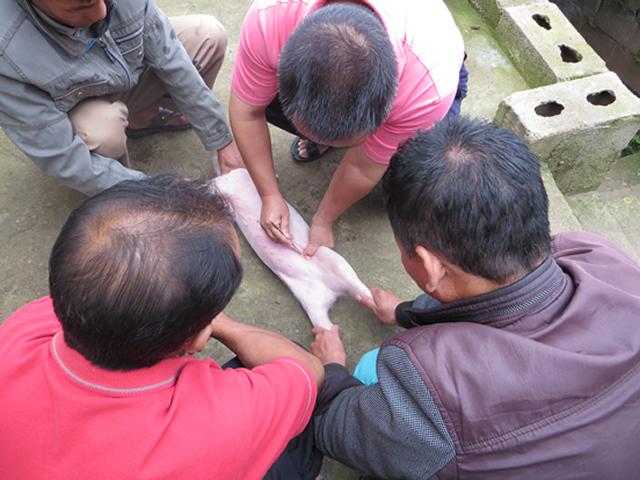 怎么才能不让睾丸坏死,阉仔猪要打针吗