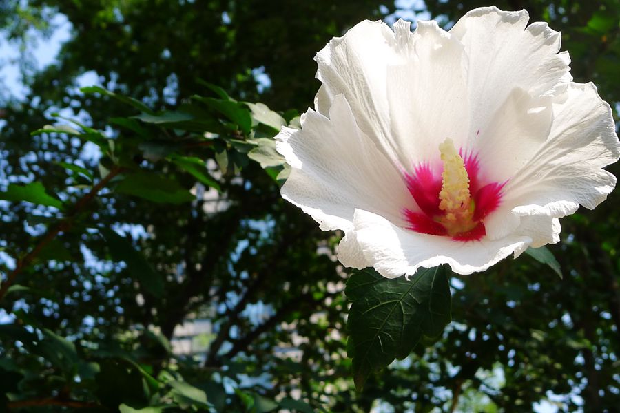 朝开暮落，转“蕣”即逝，植物里的人生况味