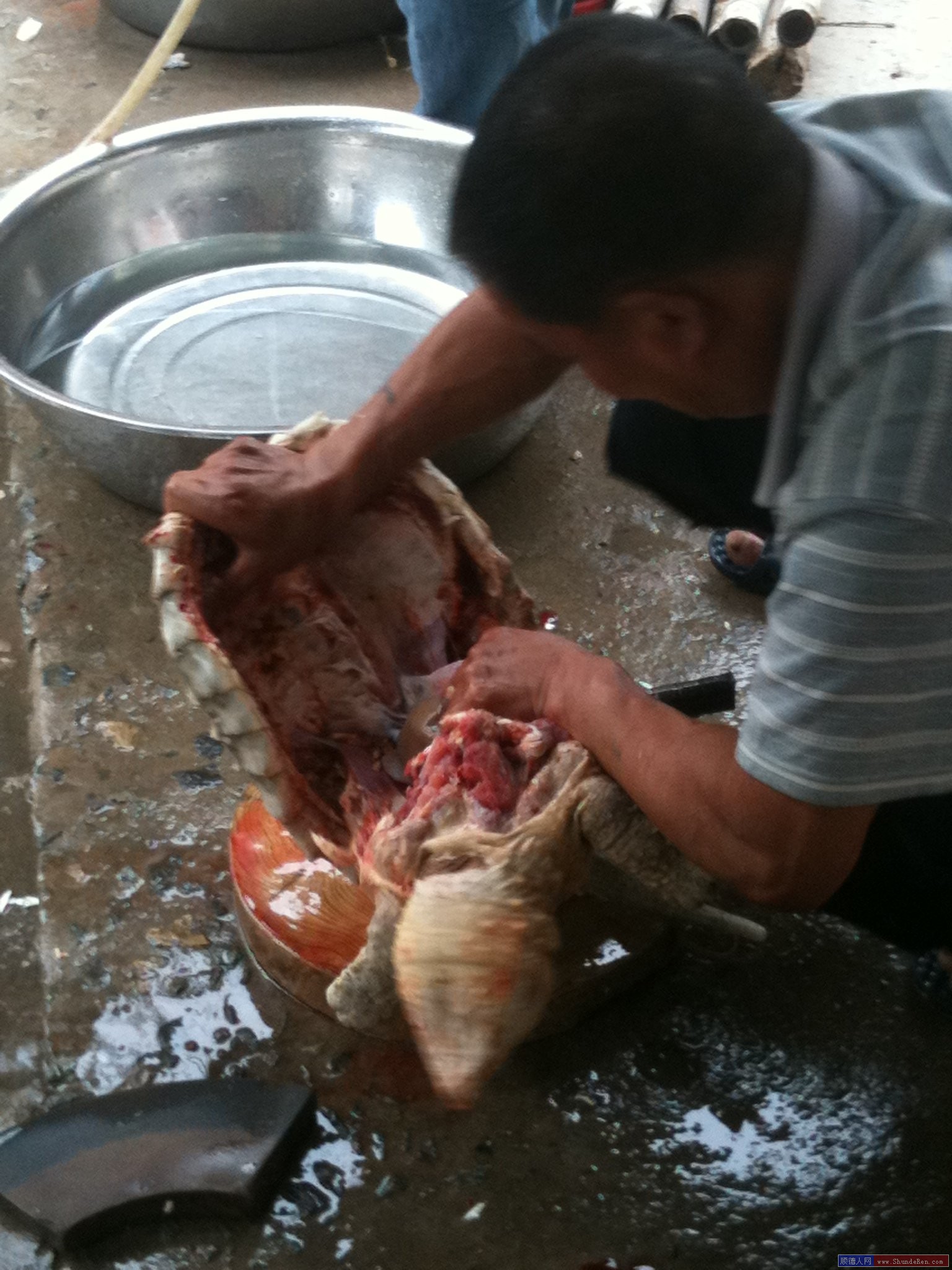 20斤大鳄龟要养多久,20斤超大鳄龟