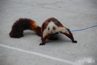 生吃鼯鼠肉，男子竟罹患急性胆囊炎！