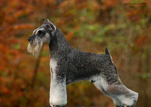 FCI的10个犬种组