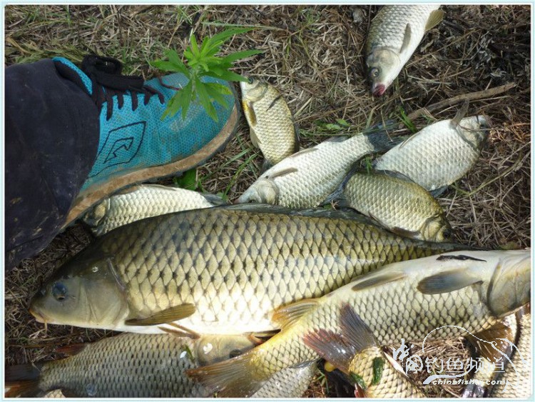 游钓中国丹江口市之行,游钓丹江300天