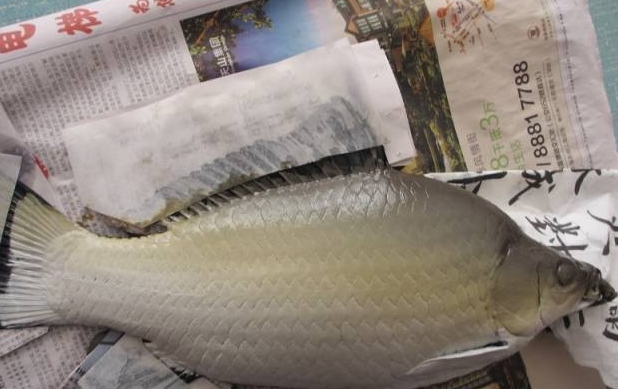 看到大鲫鱼就走不动了，立马买回去请大师做鱼拓