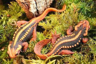 蝾螈养护,蝾螈的正确养殖方法