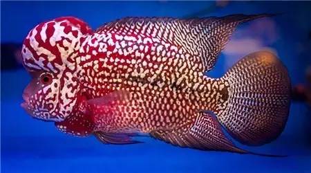 罗汉鱼挑食技巧,罗汉鱼挑食怎么回事