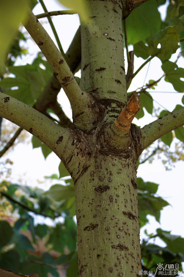 杩欐墠鏄湡姝g殑鍑ゅ嚢灞曠繀,杩欐墠鏄嚖鍑拌鏈夌殑鏍峰瓙