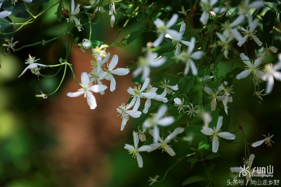 开满山野的它有“藤本花卉皇后”之称,可治虫蛇咬伤!