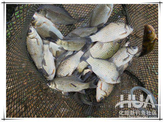 一味浮漂和小凤仙浮漂哪家的好,一味浮漂多少钱一个