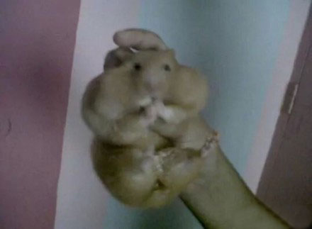 家里的仓鼠跑走了,家里的仓鼠跑出来了会躲在哪里