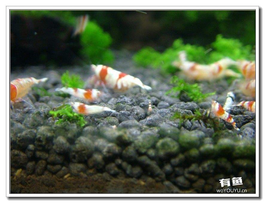 社区精华从40只水晶虾到爆缸之路，老公你好棒