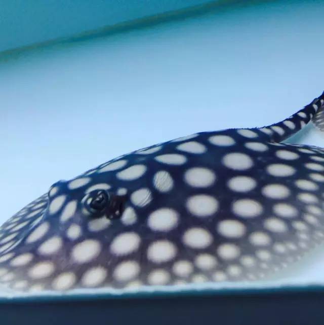 养魟人易犯!须忌六点!