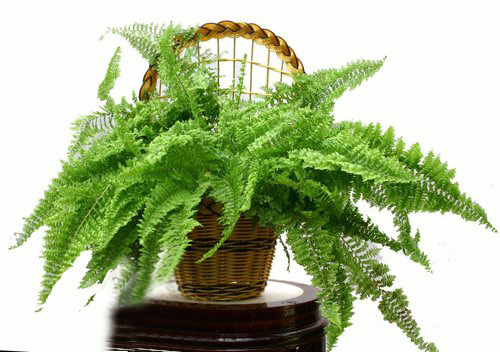 什么花属于吸毒植物,分享五款吸毒植物选盆搬回家吧