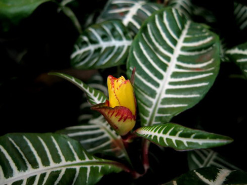 什么花属于吸毒植物,分享五款吸毒植物选盆搬回家吧