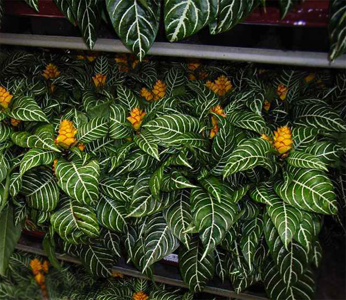 什么花属于吸毒植物,分享五款吸毒植物选盆搬回家吧