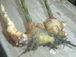 生姜种植技术书籍推荐,种生姜正确方法