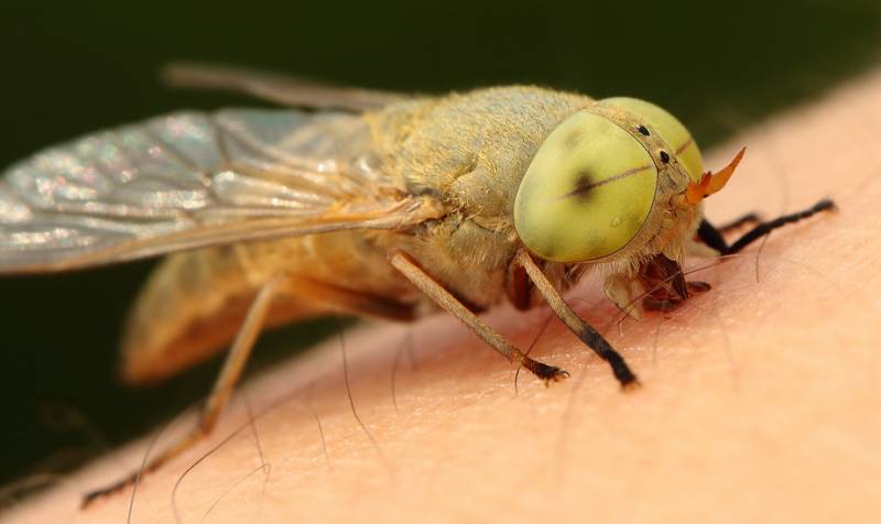 牛虻人畜皆害的吸血虫,牛虻吸血虫