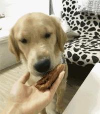 狗狗偷吃37包鸡爪,狗狗偷吃被发现瑟瑟发抖