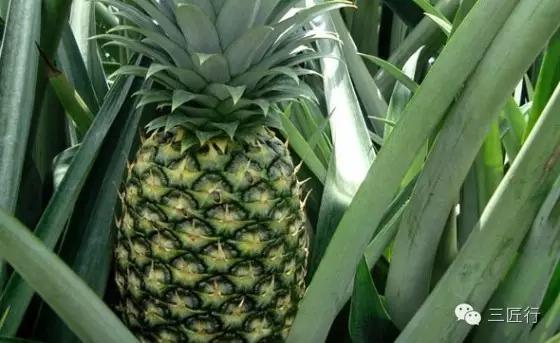 怎么分别凤梨和菠萝,凤梨和菠萝是同一个品种吗