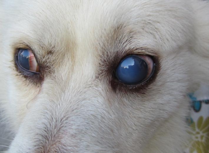 狗狗呕吐一直喝水是咋回事,狗狗呕吐喝水都会吐怎么办