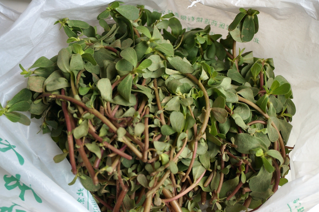 清热解毒治拉肚子的野菜,山上可以凉拌的野菜