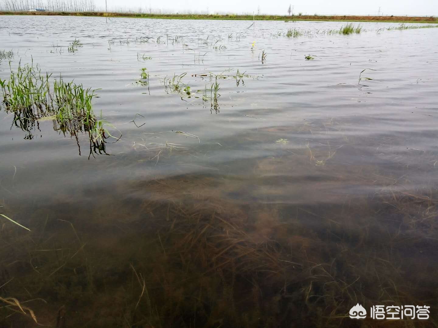 养殖小龙虾一亩用多少磷肥,稻田养殖小龙虾一亩用多少石灰