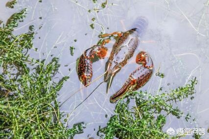 养殖小龙虾一亩用多少磷肥,稻田养殖小龙虾一亩用多少石灰