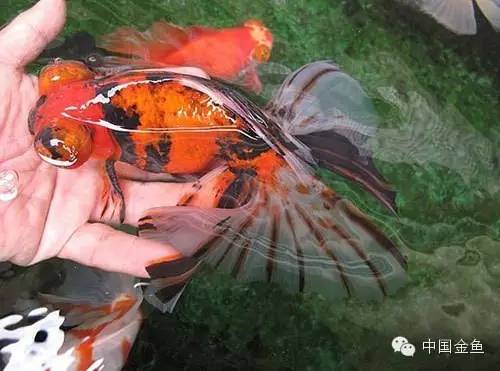 龙眼金鱼和蝶尾金鱼有什么区别,大尾金鱼品种图谱大全