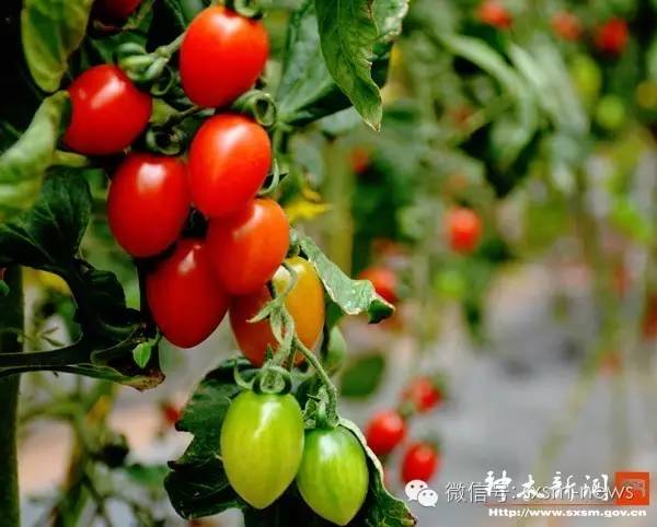 炎炎夏日，小伙伴们神木这几处清凉避暑胜地你去了吗？