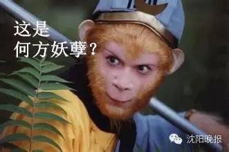 一海滩惊现毒水母,剧毒水母被蛰了