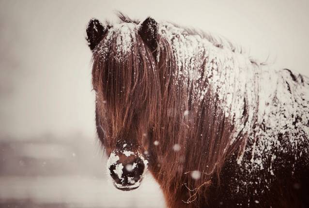 冰与火之国的生活,冰与火之国的尽头
