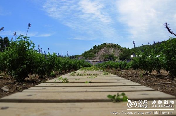 紫海香堤香草艺术庄园特色,紫海香堤香草艺术庄园怎么样