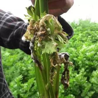芹菜种植技术和管理方法及病害,芹菜苗期有哪些细菌性病害