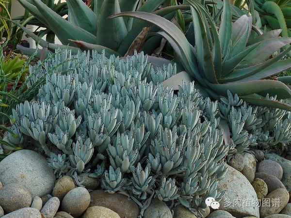 韩国精美多肉,欧美风多肉