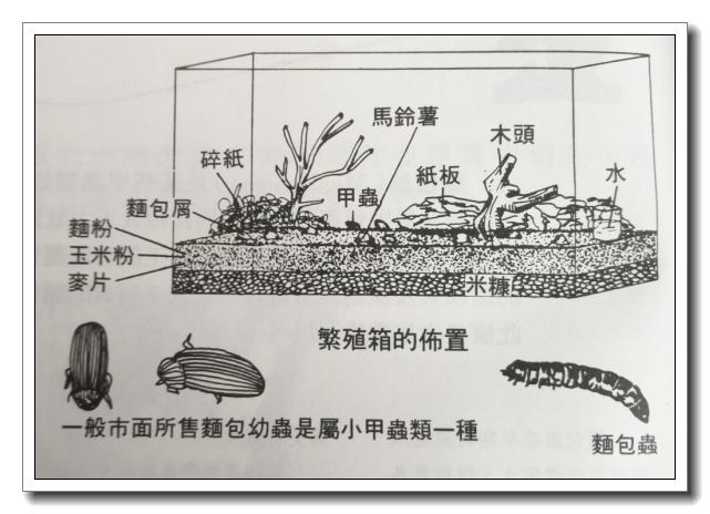 面包虫活饵购买网站,面包虫活饵盒装