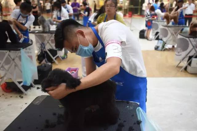 “源食”第五届中国宠物造型达人秀——哈尔滨赛区报道