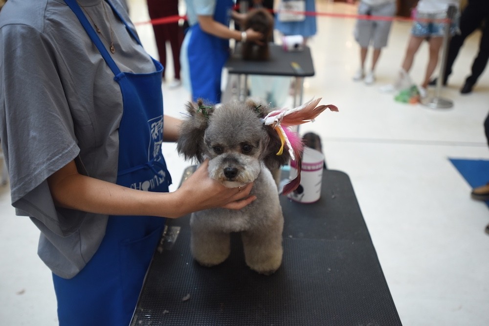 “源食”第五届中国宠物造型达人秀——哈尔滨赛区报道