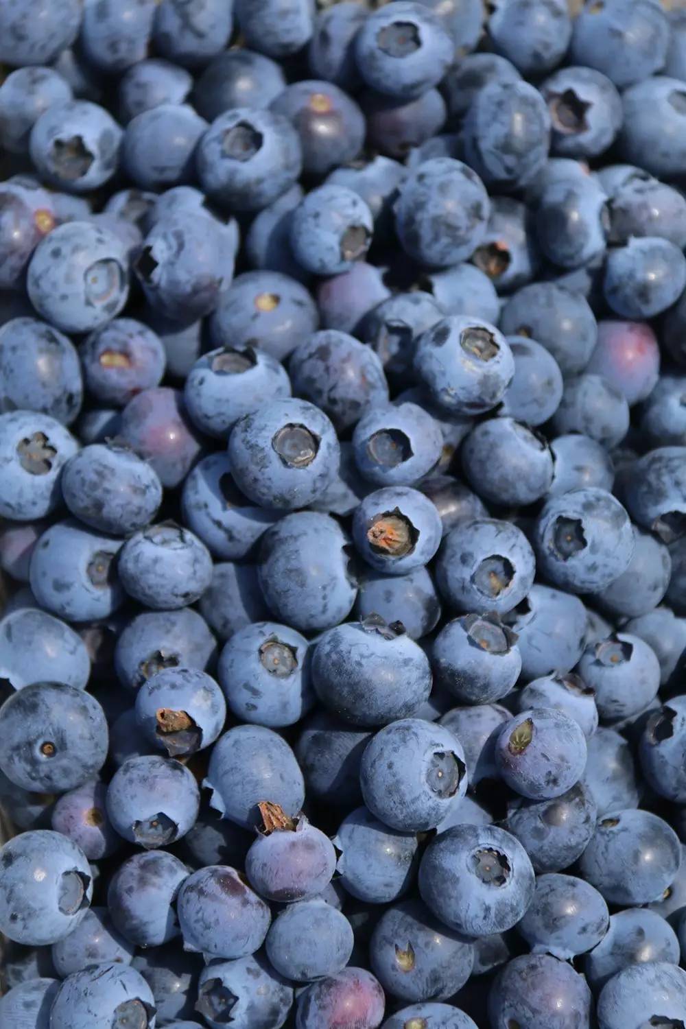 上海松江哪里好玩又免费的,六月松江游玩路线攻略