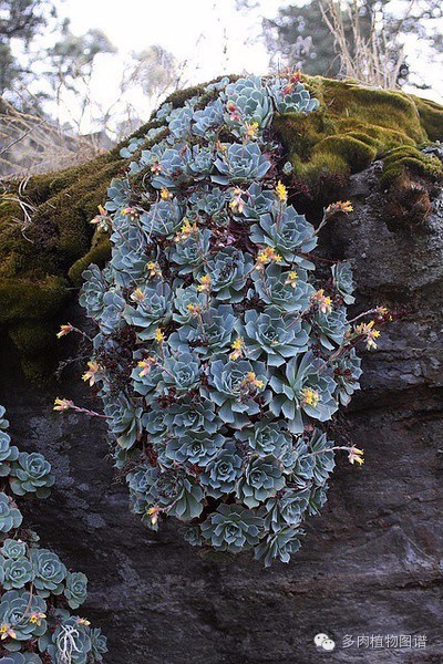 韩国精美多肉,欧美风多肉