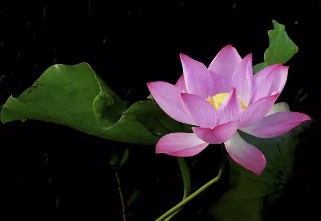 如何把荷花修图成水墨画,手机荷花后期水墨画教程