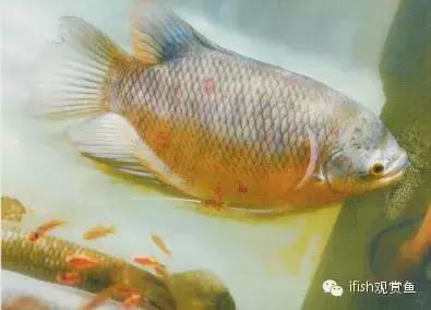 玩家“战船”哪能说翻就翻！