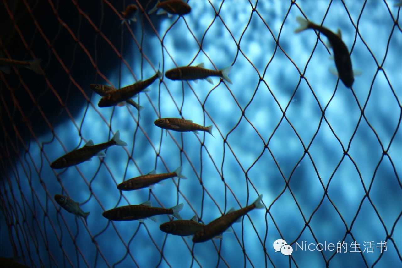 中蒙俄茶叶之路|走近多彩的俄罗斯