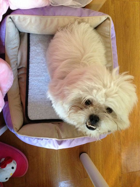 拯救狗狗不被蜜蜂蜇,拯救狗狗原版