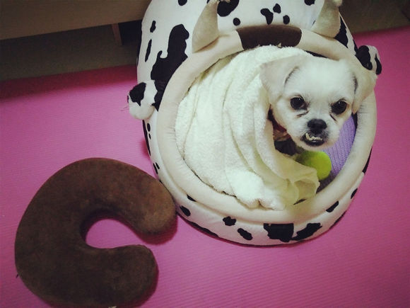 拯救狗狗不被蜜蜂蜇,拯救狗狗原版